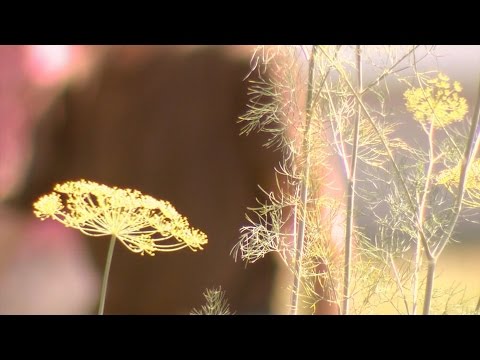 Gardening for mental wellness